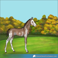 Horse Color:Liver Red Dun Sabino Splash Rabicano 