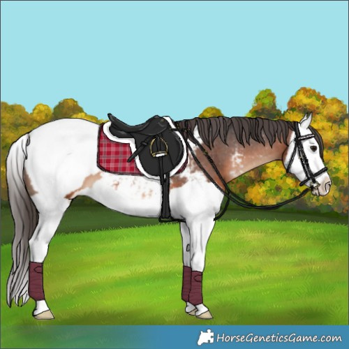 Horse Color:Brown Splash Near Fewspot 