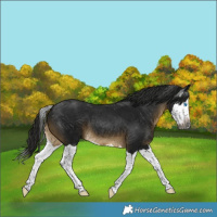 Horse Color:Gray Buckskin Splash 