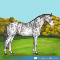 Horse Color:Platinum Bay Sabino Appaloosa 