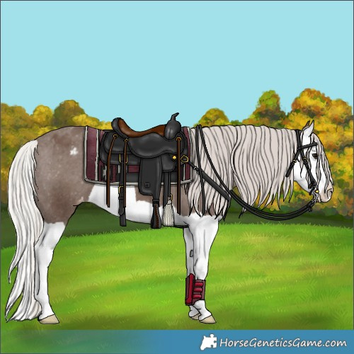 Horse Color:Silver Black Splash Varnish 
