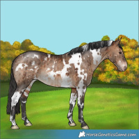 Horse Color:White Spotted Brown Dun Snowflake Varnish Brindle 