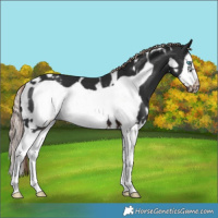 Horse Color:White Spotted Liver Chestnut Splash Frame