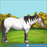 Horse Color:Brown Roan Dun Near Fewspot Rabicano 