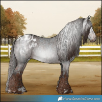 Horse Color:Gray Black Appaloosa  and Liver Red Roan Appaloosa 