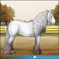 Horse Color:Gray Black Blanket  and Liver Red Roan Blanket 
