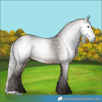 Horse Color:Gray Silver Black Rabicano 