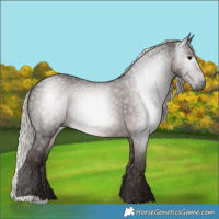 Horse Color:Gray Silver Black Rabicano