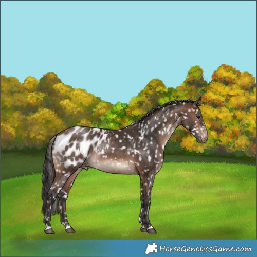 Horse Color:Brown Appaloosa 