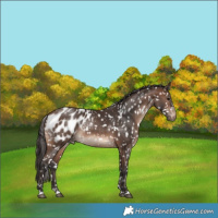 Horse Color:Brown Appaloosa 