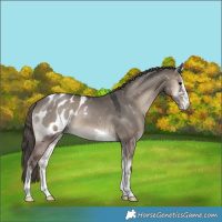 Horse Color:Grullo Onyx Appaloosa 