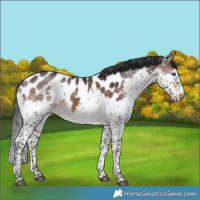 Horse Color:Brown Sabino Splash Near Leopard 