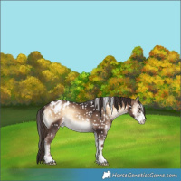 Horse Color:Liver Red Onyx Sabino Appaloosa 