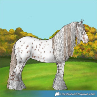 Horse Color:Liver Chestnut Sabino Blanket Rabicano 