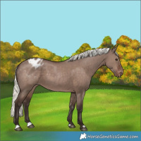 Horse Color:Liver Red Dun Mushroom Appaloosa