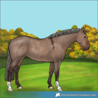 Horse Color:Liver Red Dun Mushroom Rabicano