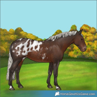 Horse Color:Liver Chestnut Mushroom Blanket Rabicano 