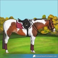 Horse Color:Bay Tobiano