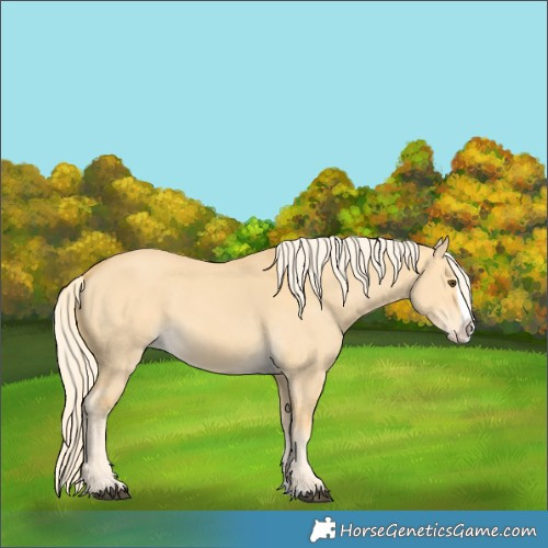 Horse Color:Palomino Dun Splash 
