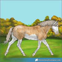 Horse Color:Palomino Dun Splash Brindle 