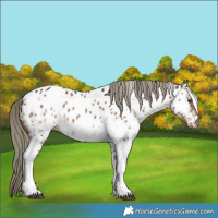 Horse Color:White Spotted Liver Red Dun Mushroom Near Leopard Brindle 