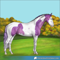 Horse Color:Watercolor Brown Dun Splash Tobiano 