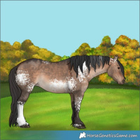 Horse Color:White Spotted Bay Dun Mushroom 
