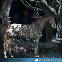 Horse Color:Liver Chestnut Splash Appaloosa  and Liver Chestnut Appaloosa 
