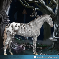 Horse Color:Liver Chestnut Splash Appaloosa  and Liver Chestnut Appaloosa 