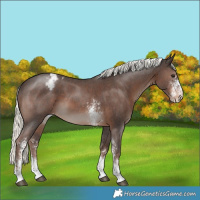 Horse Color:Liver Chestnut Mushroom Sabino Varnish