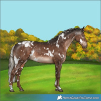 Horse Color:Gray White Spotted Liver Chestnut Mushroom Appaloosa 