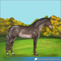 Horse Color:Liver Chestnut Mushroom 
