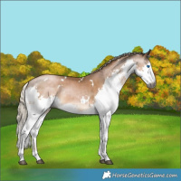 Horse Color:Gray White Spotted Chocolate Palomino Pearl Mushroom Splash 