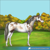 Horse Color:White Spotted Liver Red Onyx Mushroom Tobiano 