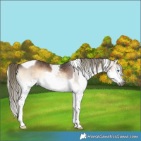 Horse Color:Gray Liver Red Onyx Mushroom Splash Tobiano 
