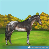 Horse Color:Brown Mushroom Tobiano Rabicano