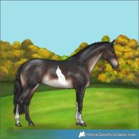 Horse Color:Brown Mushroom Tobiano Rabicano 