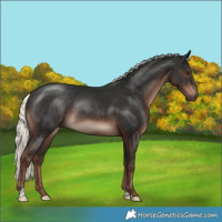 Horse Color:Liver Chestnut Mushroom Rabicano 
