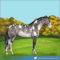 Horse Color:Platinum White Spotted Brown Dun Sabino 