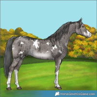 Horse Color:Platinum White Spotted Liver Red Dun Mushroom Rabicano Brindle 