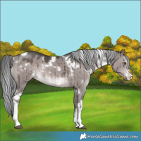 Horse Color:Platinum White Spotted Liver Red Dun Mushroom Brindle 