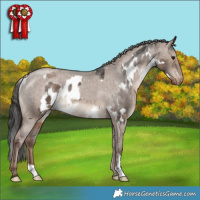 Horse Color:White Spotted Brown Dun Appaloosa and Liver Red Dun Appaloosa