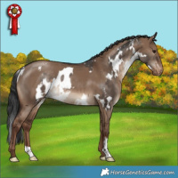 Horse Color:White Spotted Brown Dun Appaloosa  and Liver Red Dun Appaloosa 