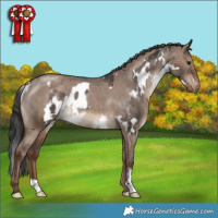 Horse Color:White Spotted Brown Dun Blanket  and Liver Red Dun Varnish 