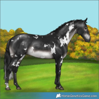 Horse Color:Gray Platinum White Spotted Brown Rabicano 