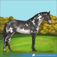 Horse Color:Platinum White Spotted Brown 