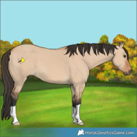 Horse Color:Bay Dun 