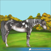 Horse Color:Platinum White Spotted Liver Chestnut Mushroom 