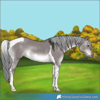 Horse Color:Platinum Liver Red Dun Mushroom Tobiano Rabicano 