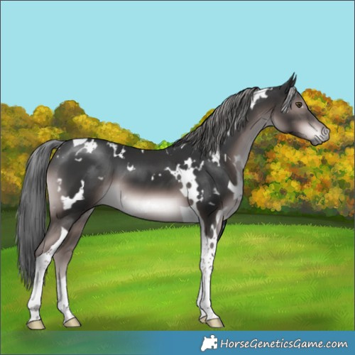 Horse Color:Platinum White Spotted Liver Chestnut Mushroom Tobiano 